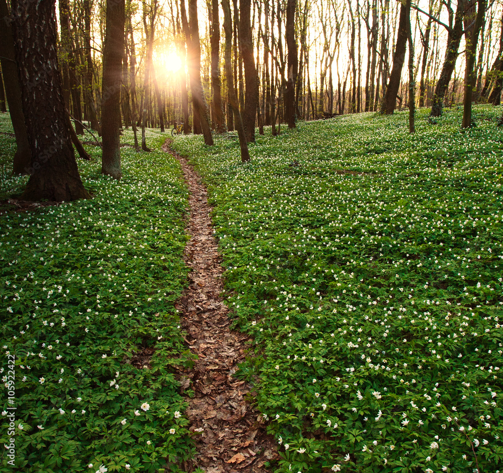 Trail in flowering green forest leading to the setting sun Trail in flowering green forest leading to the setting sun