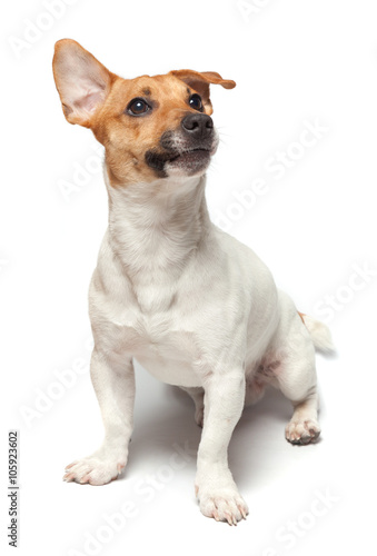 Dogs puppy isolated on white background. Jack Russell Terrier