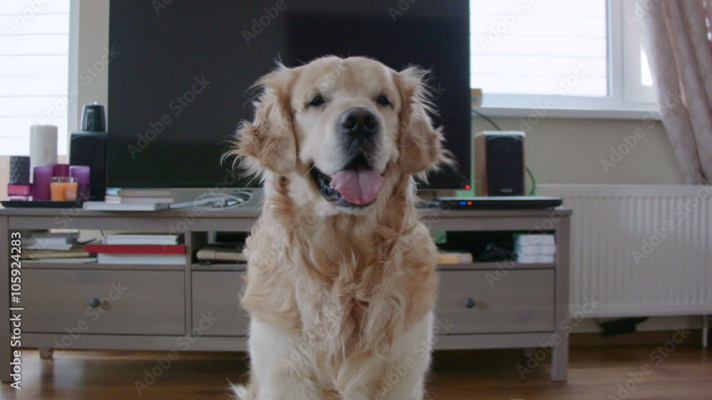Golden retriever dog in waiting Golden retriever dog in waiting