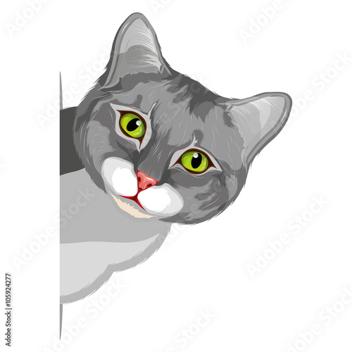 gray cat