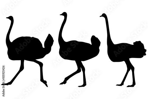 African Ostrich icon set.