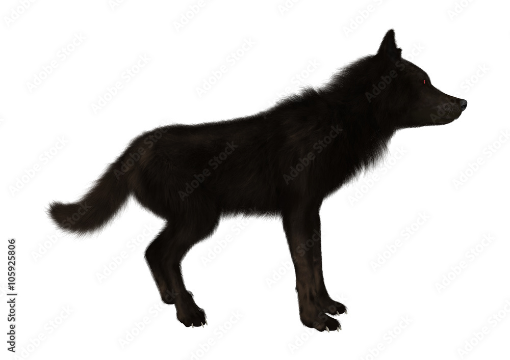 Black Wolf on White Black Wolf on White