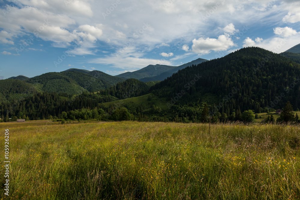 Carpathians mountain meadow