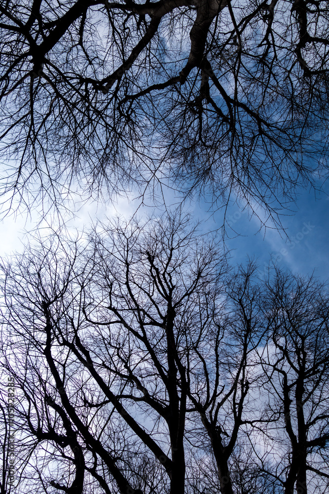 Rami spogli di alberi con sfondo un cielo azzurro e nuvole bianche Rami spogli di alberi con sfondo un cielo azzurro e nuvole bianche
