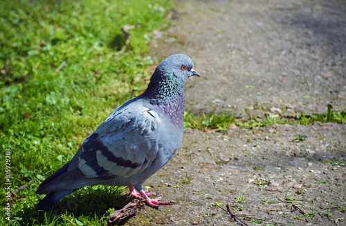 One gray pigeon