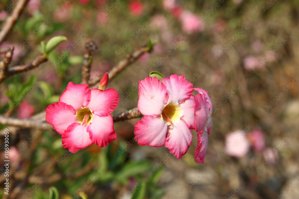 Obraz premium Pink Adenium obesum