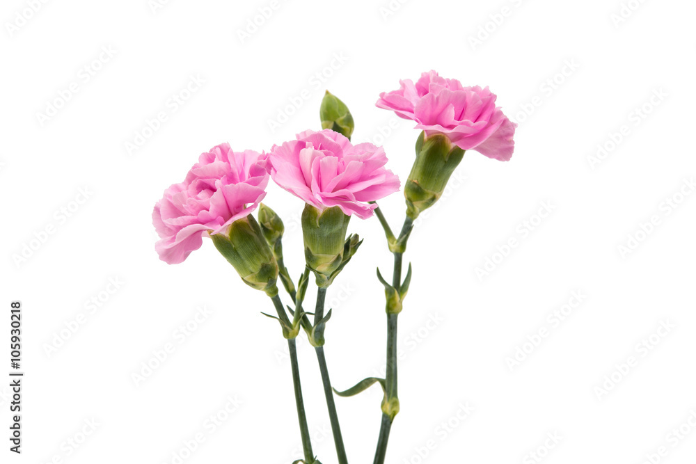 small pink carnation isolated