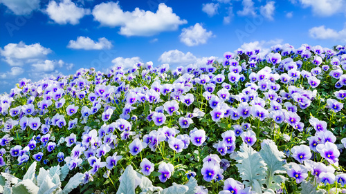 Purple Petunias on a Sunny Spring Day
