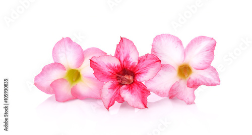 Floral background. Close up of Tropical flower Pink Adenium. Des