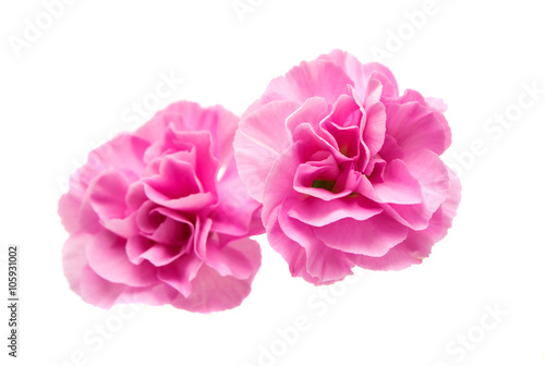 small pink carnation isolated