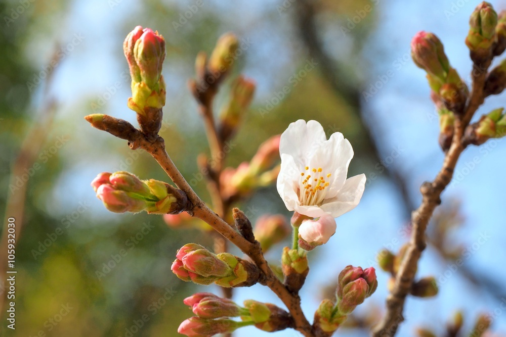 桜のつぼみ