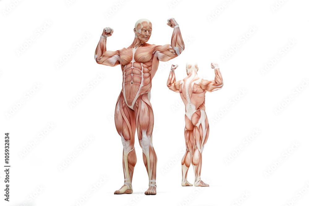 Posing athlete showing of human muscle anatomy. Isolated. Contai Posing athlete showing of human muscle anatomy. Isolated. Contai