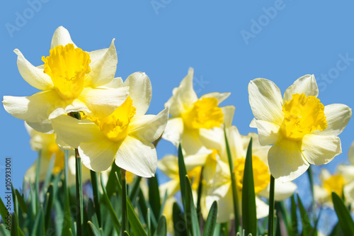 daffodils on blue sky background