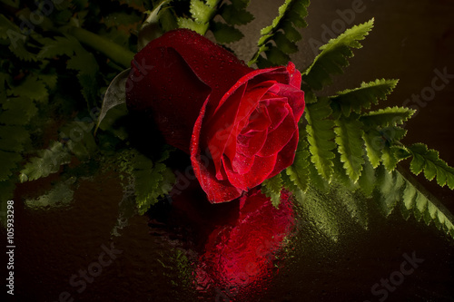 Red rose on fern 