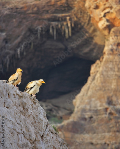 Egyptian Vulture (Neophron percnopterus) with cave background, Socotra island