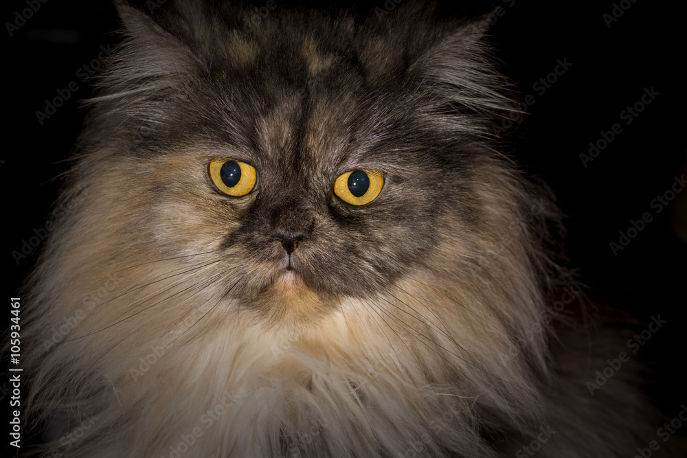 Grey  Persian cat 