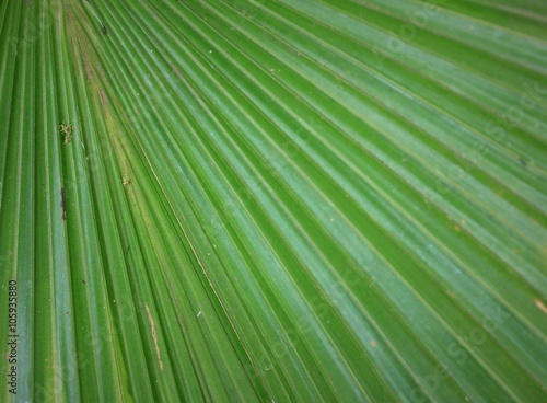 Green leaf in nature