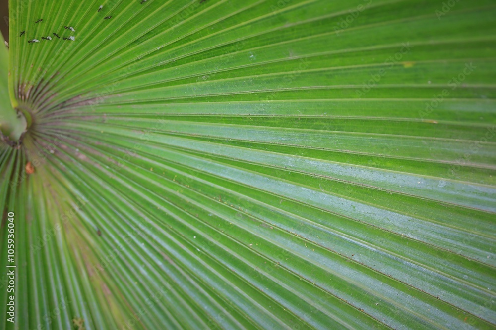 Obraz premium Green leaf in nature