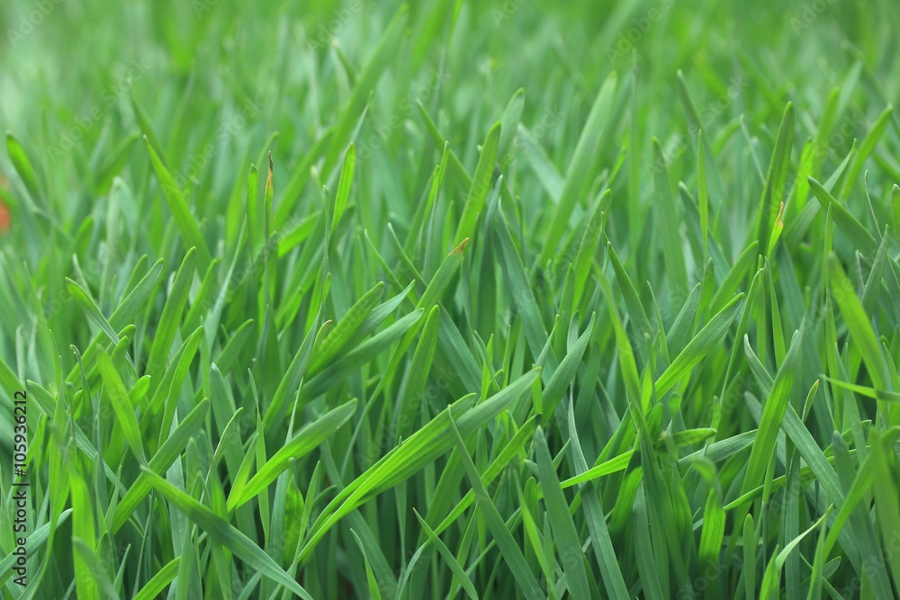 Field of green barley sapling Field of green barley sapling