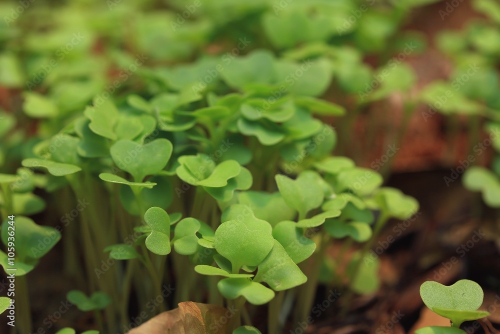 Fields sapling cabbage greens. Fields sapling cabbage greens.