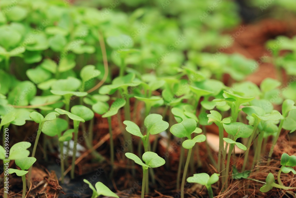 Fields sapling cabbage greens. Fields sapling cabbage greens.