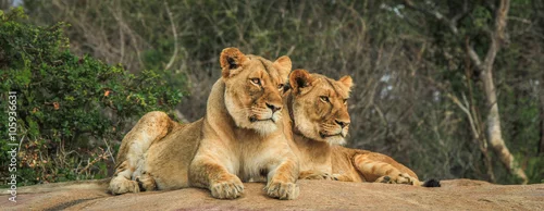 Obraz Dwa lwy na skałach