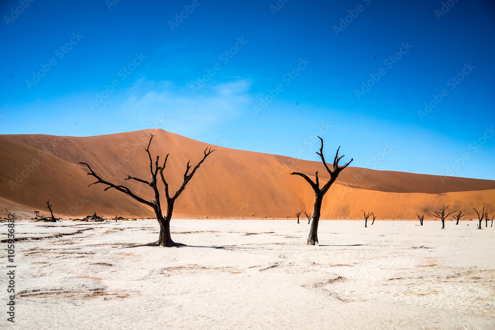 Dead Trees in Deadvlei, Namibia