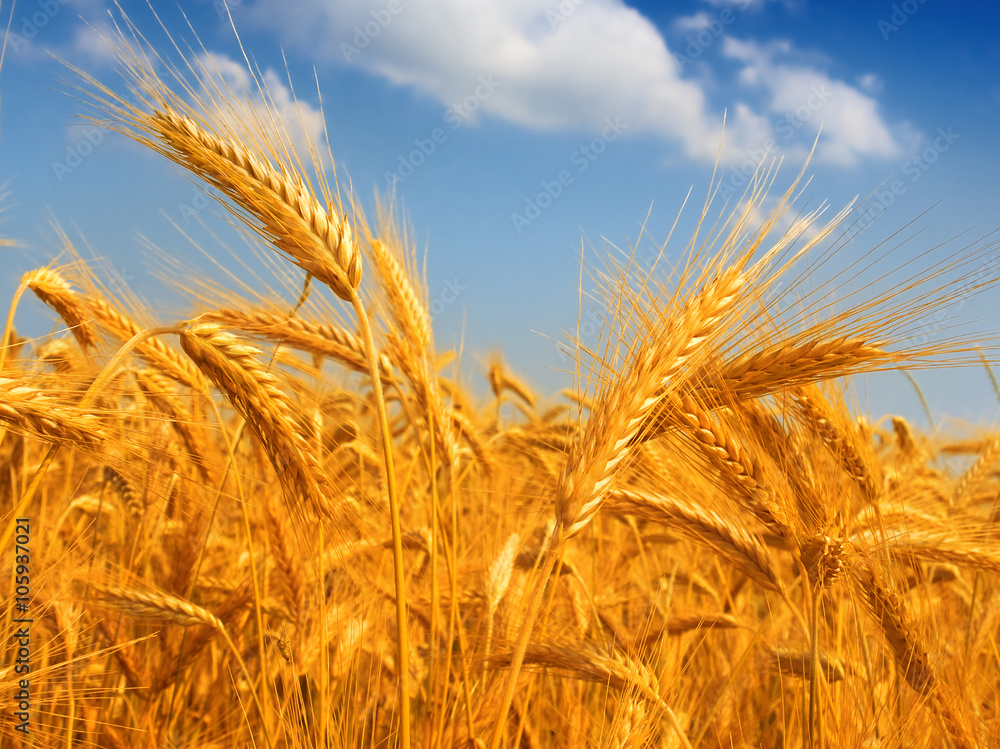Fototapeta premium Wheat field against a blue sky