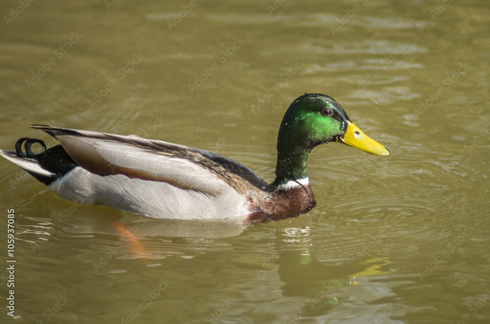 duck duck