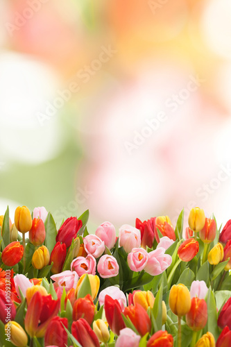 Fototapeta Naklejka Na Ścianę i Meble -  Tulpengruß