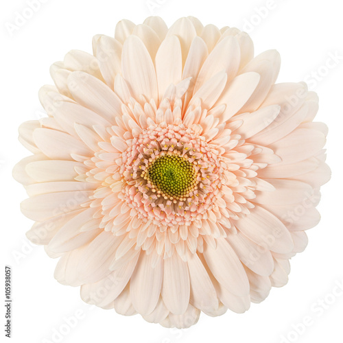 white gerbera on isolate background