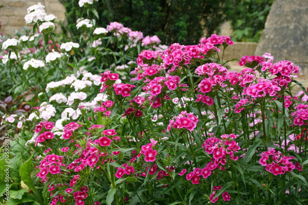 Sweet william flowers