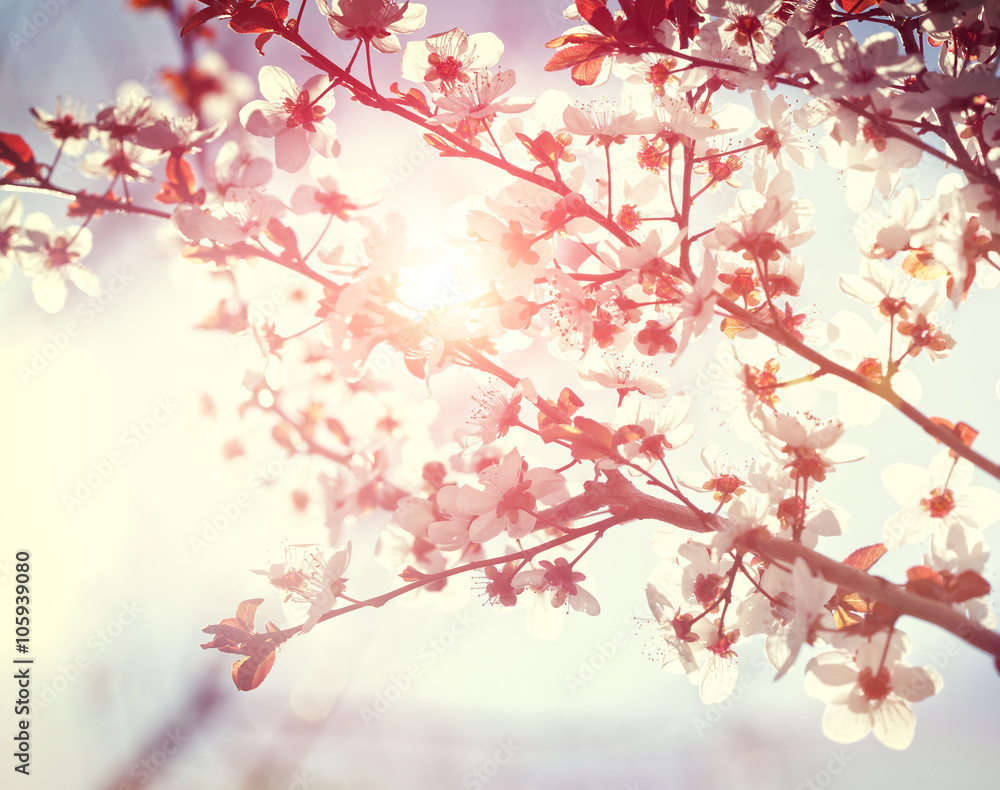 cherry blossom background - obrazy, fototapety, plakaty 
