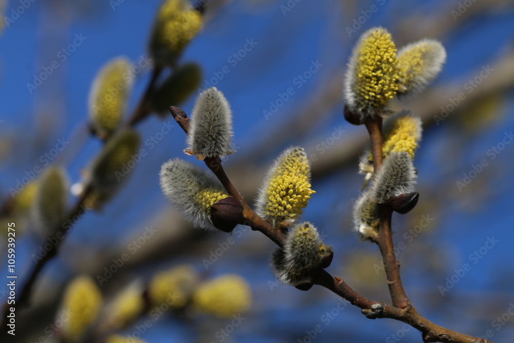Pussy willow in natural environment Pussy willow in natural environment