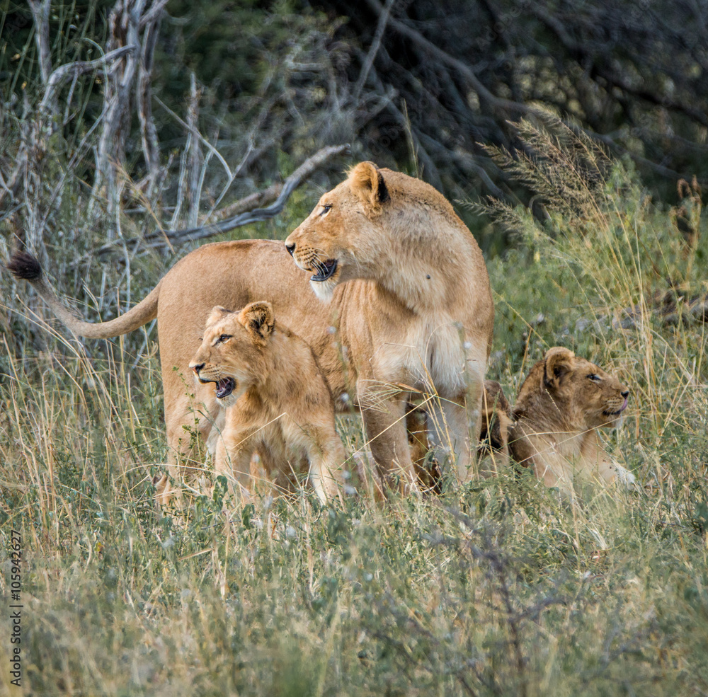 Fototapeta premium Lioness with cubs
