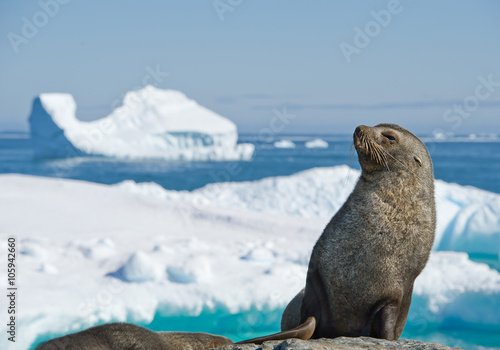 Antarctic fur seal resting on the stone, with blue sky and icebergs in background, Antarctic Peninsula