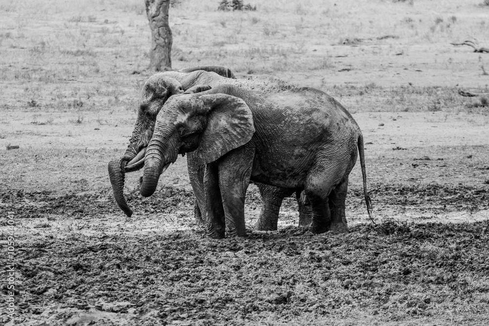 Two Elephants taking a mud bath in black and white