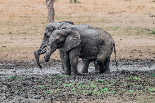 Two Elephants taking a mud bath