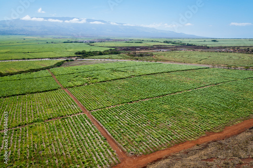 Maui sugar cane