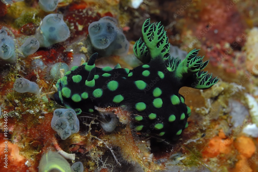 Nembrotha cristata Nembrotha cristata