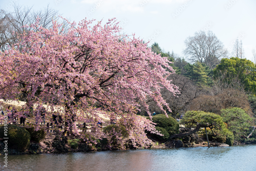 Naklejka premium サクラ（寒桜）