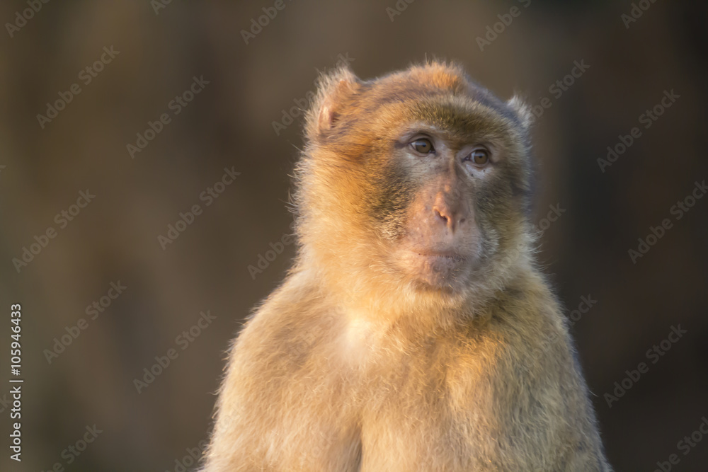 Barbary macaque (Macaca sylvanus) with innocent face Barbary macaque (Macaca sylvanus) with innocent face