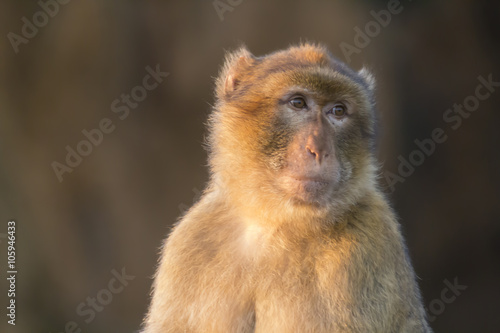 Barbary macaque (Macaca sylvanus) with innocent face