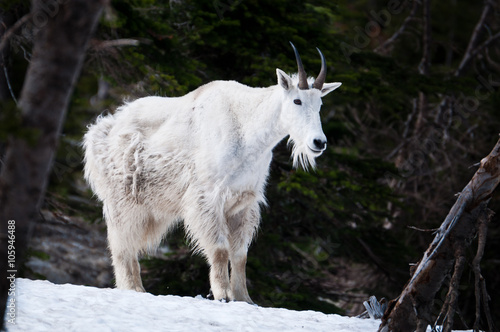 Mountain goat at Glacier National Park