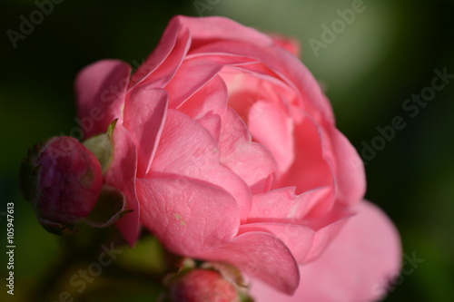 Foto Roze roos closeup