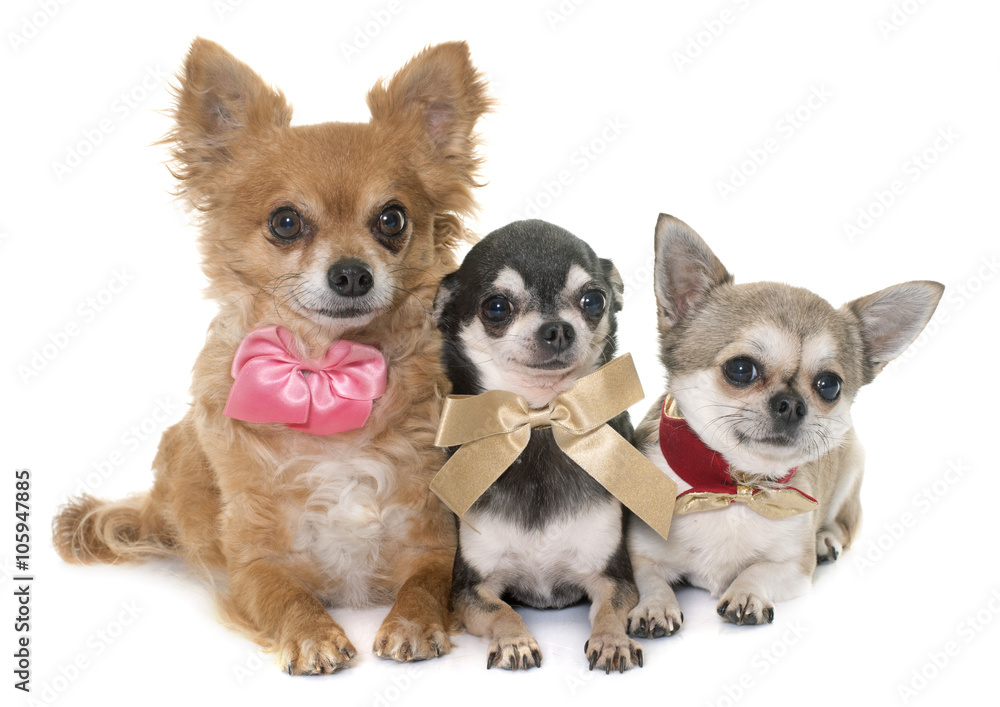 group of chihuahua group of chihuahua