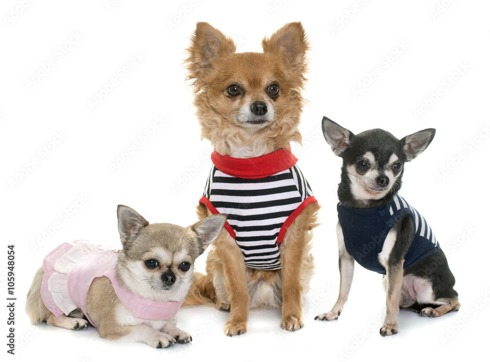 group of chihuahua