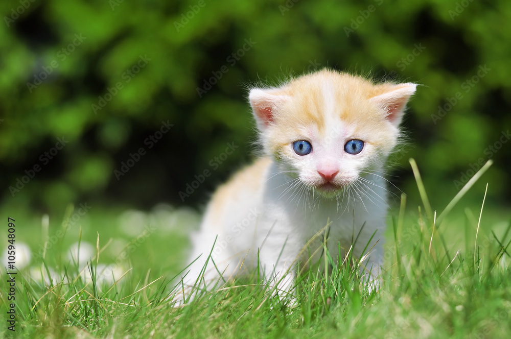 Kitten in grass