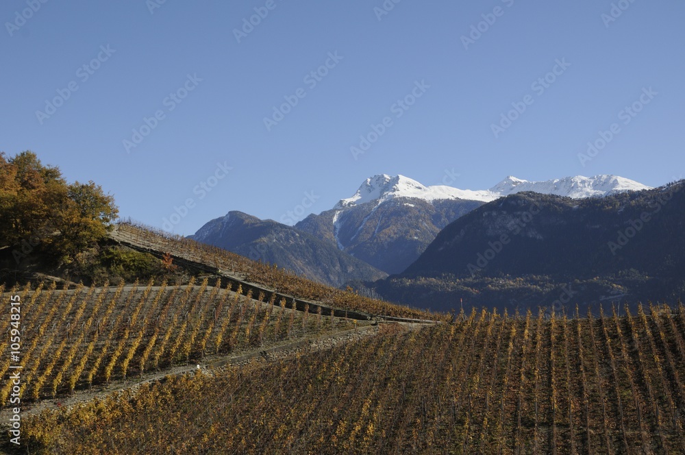 Fototapeta premium Vignoble valaisan (Flanthey) Suisse