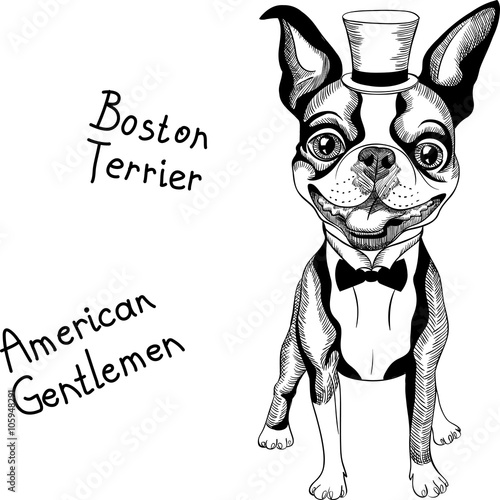 Hipster dog Boston Terrier in top hat and bow tie